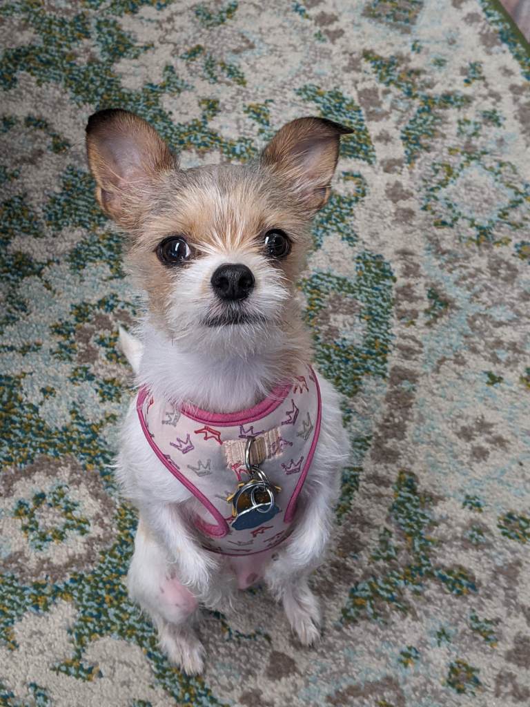 Image of Pixie, a little chihuahua/terrier mix standing on her hind legs. She is wearing a pink vest with princess crowns on it, and her ears are perked up.